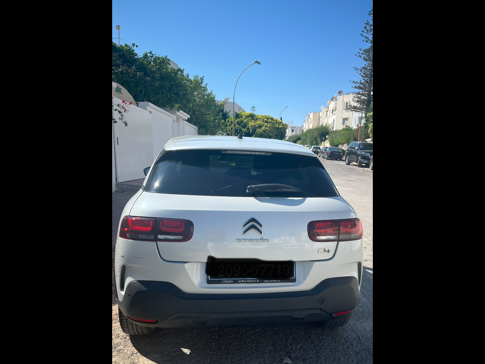 C4 cactus excellent état