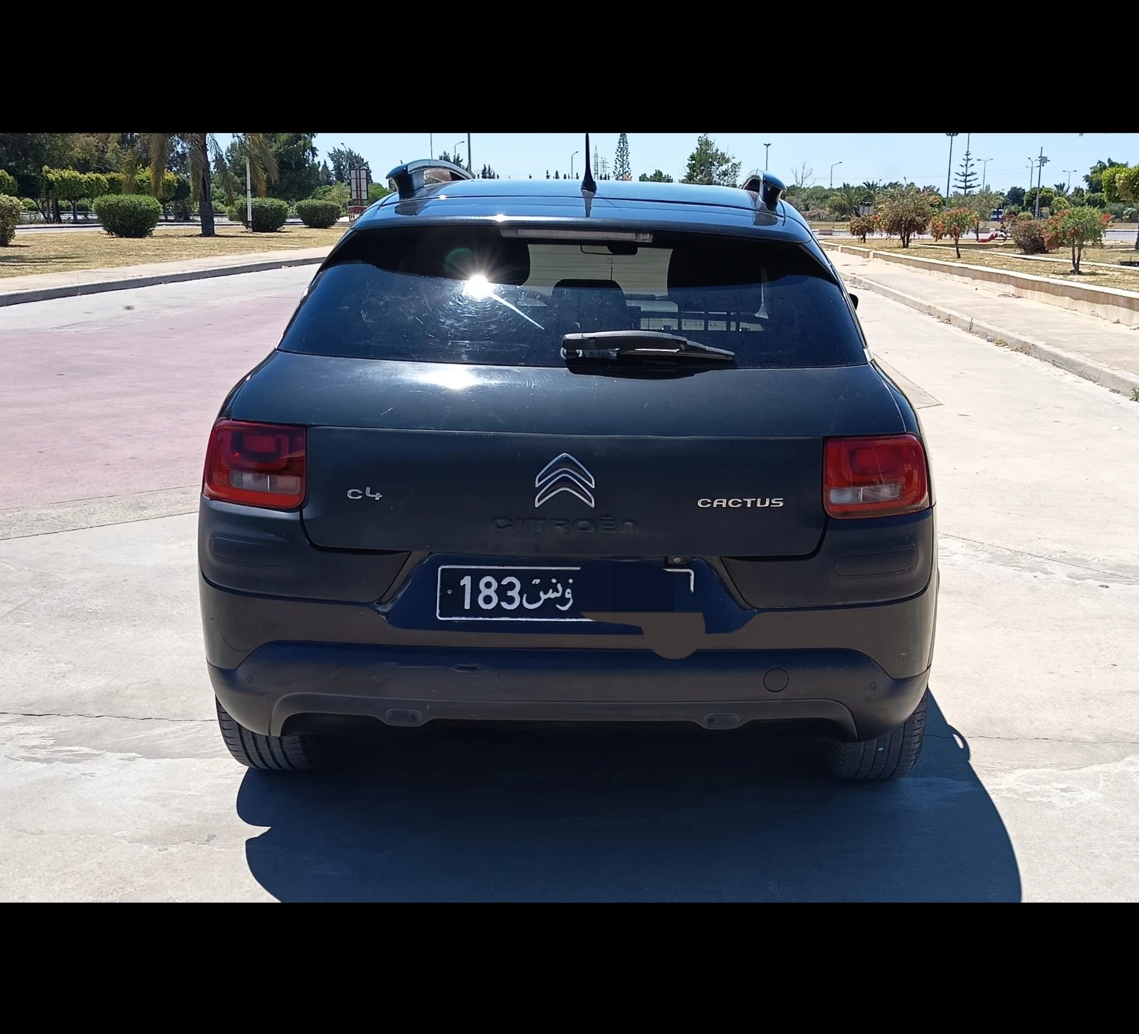 C4 Cactus