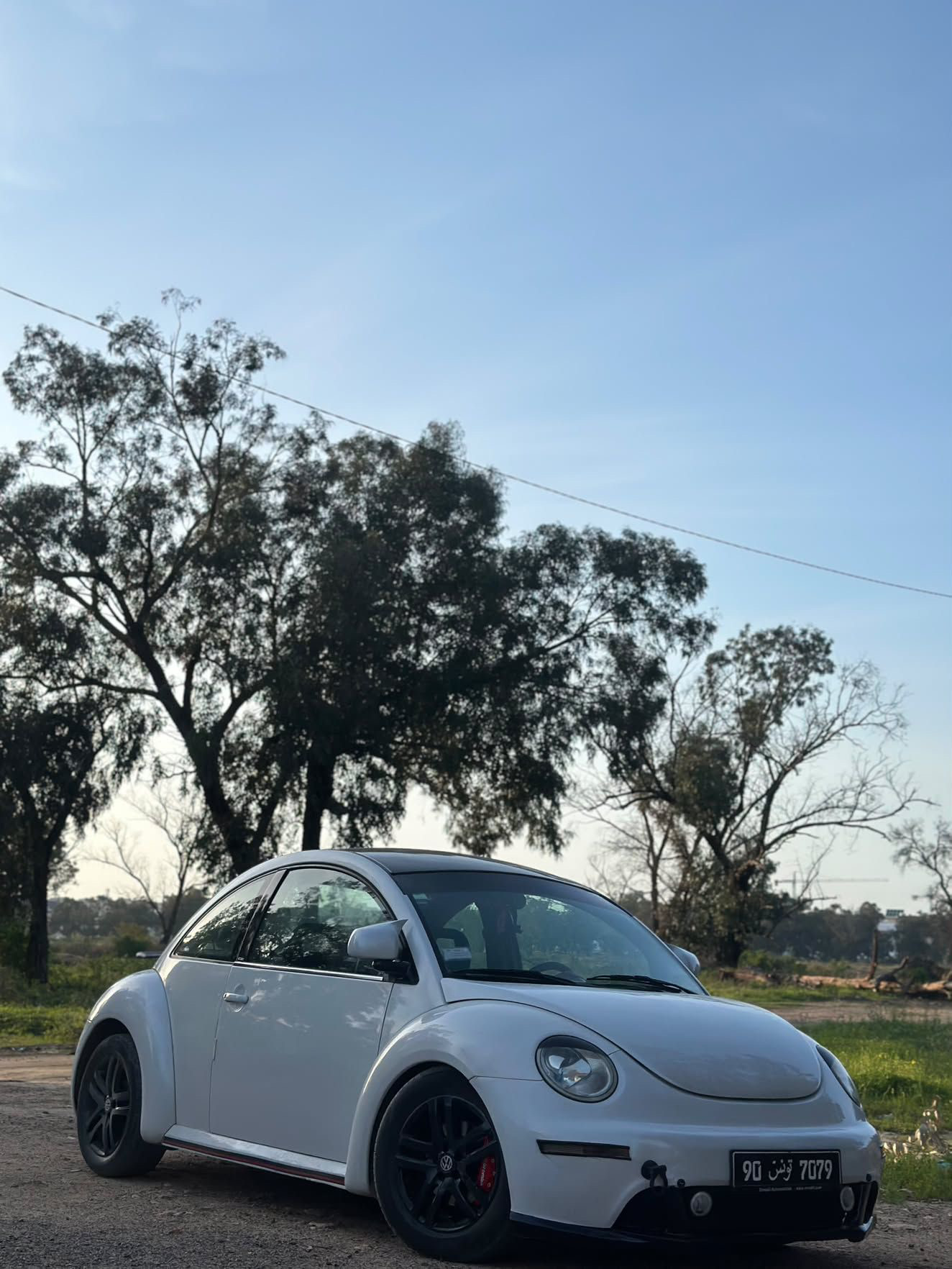 New beetle Angel